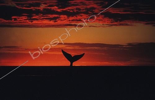 Biosphoto | 813449 | Southern Right Whale is raising her fluke while diving | &copy; Gérard Soury / Biosphoto