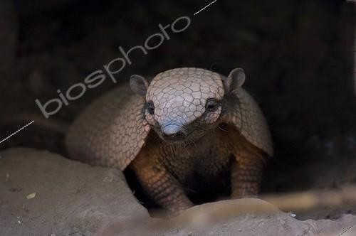 Biosphoto | 1614121 | Southern three-banded Armadillo at night Gran Chaco Bolivia | &copy; Daniel Heuclin / Biosphoto