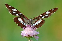 Biosphoto | 2581141 | Southern White Admiral (Limenitis reducta) on a scabiosa flower in bloom, in the garrigue bordering Lac de Sainte-Croix, at Les Salles-sur-Verdon in June, in the Parc Naturel Régional du Verdon. France | &copy; Yves Noto Campanella / Biosphoto