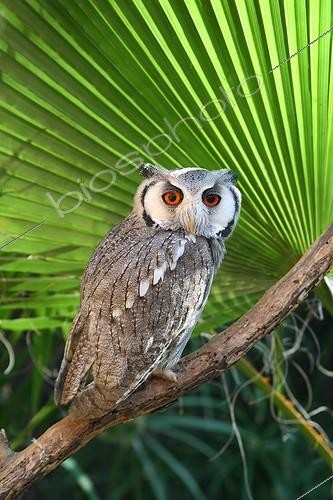Biosphoto | 1612364 | Southern white-faced Scops-Owl on a branch Etosha NP Namibia | &copy; Jean Mayet / Biosphoto