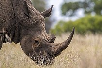 Biosphoto | 2057039 | Southern white rhinoceros (Ceratotherium simum simum) in Kruger National park, South Africa | &copy; Patrice Correia / Biosphoto