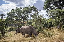 Biosphoto | 2394487 | Southern white rhinoceros (Ceratotherium simum simum) in Kruger National park, South Africa. | &copy; Patrice Correia / Biosphoto