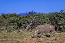 Biosphoto | 2601817 | Southern white rhinoceros (Ceratotherium simum simum), Ombokoro mountains, Namibia, Africa | &copy; Alain Roux / Biosphoto