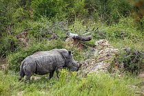 Biosphoto | 2609600 | Southern white rhinoceros (Ceratotherium simum simum) walking in green savannah in Greater Kruger National park, South Africa | &copy; Patrice Correia / Biosphoto