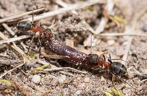 Biosphoto | 2444152 | Southern wood ant (Formica rufa) carrying an earthworm, Vosges du Nord Regional Natural Park, France | &copy; Michel Rauch / Biosphoto