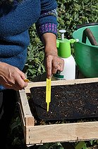 Biosphoto | 2468968 | Sowing of climbing plants in slabs, labelling of seedlings | &copy; Serge Lapouge / Biosphoto