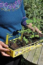 Biosphoto | 2468969 | Sowing of climbing plants in slabs, tagged seedling | &copy; Serge Lapouge / Biosphoto