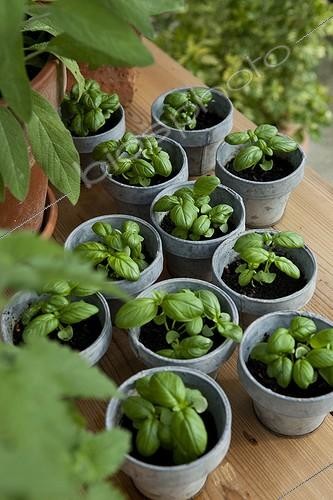 Biosphoto | 1368448 | Sowing of large leaf basil | &copy; Philippe Giraud / Biosphoto