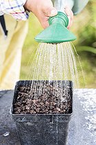 Biosphoto | 2458055 | Sowing of Purple Coneflower (Echinacea purpurea) step by step. Watering the sowing pot. | &copy; Jean-Michel Groult / Biosphoto