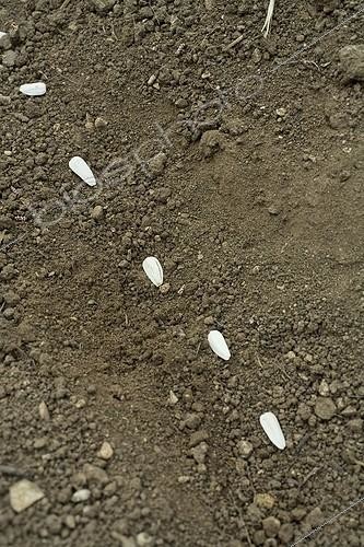 Biosphoto | 479397 | Sowing online sunflowers Provence France | &copy; Philippe Giraud / Biosphoto