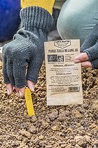 Biosphoto | 2440517 | Sowing parsnips in winter | &copy; Jean-Michel Groult / Biosphoto