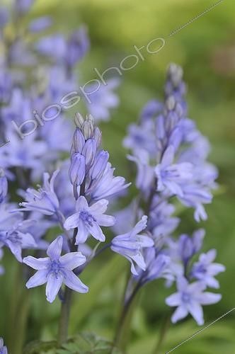 Biosphoto | 1100223 | Spain hyacinth blooming in a garden France | &copy; Robin Monchâtre / Biosphoto