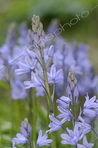 Biosphoto | 1100225 | Spain hyacinth in bloom in a garden France | &copy; Robin Monchâtre / Biosphoto