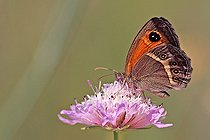Biosphoto | 2582027 | Spanish gatekeeper (Pyronia bathseba) on a scabiosa in flower, in the Passe-Temps valley, in the heart of the Garlaban massif, in Allauch in late spring. Provence, France | &copy; Yves Noto Campanella / Biosphoto