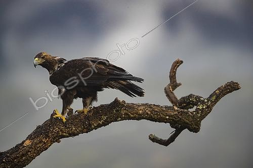 Biosphoto | 2556182 | Spanish Imperial Eagle (Aquila adalberti) on a dead tree, Toledo, Castilla-La Mancha, Spain | &copy; Guy Van Langenhove / Biosphoto