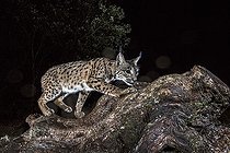 Biosphoto | 2394609 | Spanish lynx (Lynx pardinus) at night, Cordoba, Spain | &copy; Óscar Díez Martínez / Biosphoto