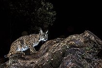 Biosphoto | 2394610 | Spanish lynx (Lynx pardinus) at night, Cordoba, Spain | &copy; Óscar Díez Martínez / Biosphoto