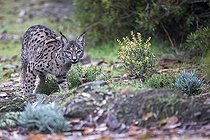 Biosphoto | 2394597 | Spanish lynx (Lynx pardinus), Cordoba, Spain | &copy; Óscar Díez Martínez / Biosphoto