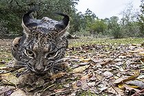 Biosphoto | 2394602 | Spanish lynx (Lynx pardinus), Cordoba, Spain | &copy; Óscar Díez Martínez / Biosphoto