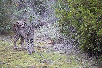 Biosphoto | 2394606 | Spanish lynx (Lynx pardinus), Cordoba, Spain | &copy; Óscar Díez Martínez / Biosphoto