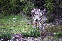 Biosphoto | 2394607 | Spanish lynx (Lynx pardinus), Cordoba, Spain | &copy; Óscar Díez Martínez / Biosphoto