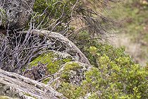 Biosphoto | 2394603 | Spanish lynx (Lynx pardinus) Sierra de Andujar, Jaen, Spain | &copy; Óscar Díez Martínez / Biosphoto