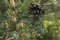 Biosphoto | 513992 | Spanish Moon Moth | &copy; Pascal Goetgheluck / Biosphoto