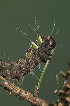 Biosphoto | 514066 | Spanish Moon Moth | &copy; Pascal Goetgheluck / Biosphoto