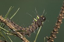 Biosphoto | 514067 | Spanish Moon Moth | &copy; Pascal Goetgheluck / Biosphoto