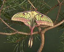Biosphoto | 514577 | Spanish Moon Moth | &copy; Pascal Goetgheluck / Biosphoto