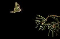 Biosphoto | 2148362 | Spanish moon moth (Graellsia isabelae) male in flight at night, Valle de Tena, Spain | &copy; Jorge Ruiz del Olmo / Biosphoto