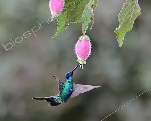 Biosphoto | 2619169 | Sparkling violetear (Colibri coruscans) flying to feed itself on nectar of a wild flower. Choco Andino. Ecuador. South of America | &copy; Brigitte Marcon / Biosphoto