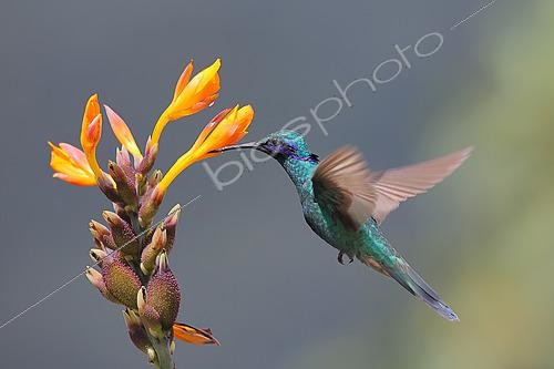 Biosphoto | 2619182 | Sparkling violetear (Colibri coruscans) flying to feed itself on nectar of a wild flower. Choco Andino. Ecuador. South of America | &copy; Brigitte Marcon / Biosphoto