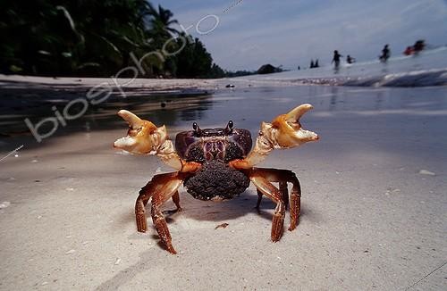 Biosphoto | 57951 | Sparring femelle Crab Panglao Island Bohol Sea Philippines | &copy; Reinhard Dirscherl / Biosphoto