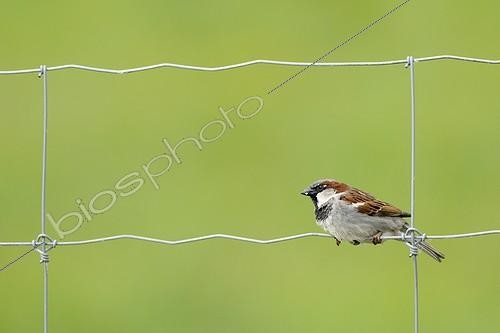 Biosphoto | 913621 | Sparrow on wire fence | &copy; Claude Balcaen / Biosphoto