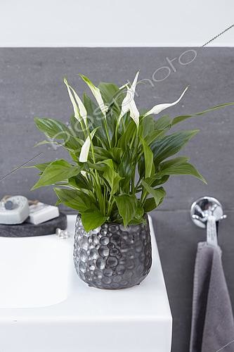 Biosphoto | 2536420 | Spathiphyllum Pearl | &copy; Visions Pictures / Biosphoto