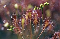 Biosphoto | 1511395 | Spatulate-leaved Sundew - Spoon-leaved Sundew - Drosera intermedia Germany carnivorous plant | &copy; Siepmann / imageBROKER / Biosphoto