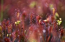 Biosphoto | 1519799 | Spatulate-leaved Sundew - Spoon-leaved Sundew - Drosera intermedia Germany carnivorous plant | &copy; Siepmann / imageBROKER / Biosphoto