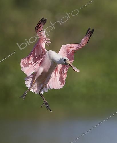Biosphoto | 2409029 | Spatule rosée (Platalea ajaja) en vol, Floride, USA | &copy; Ron Bielefeld / BIA / Biosphoto