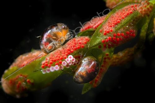 Biosphoto | 2602291 | Spawning of a Water Mite (Hydrachnidia sp) in a pond on an aquatic plant, Loir et Cher, France | &copy; Bruno Guénard / Biosphoto