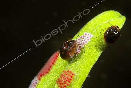 Biosphoto | 2621585 | Spawning of a water mite in a pond on an aquatic plant, Loir et Cher, France | &copy; Bruno Guénard / Biosphoto