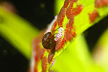 Biosphoto | 2621588 | Spawning of a water mite in a pond on an aquatic plant, Loir et Cher, France | &copy; Bruno Guénard / Biosphoto