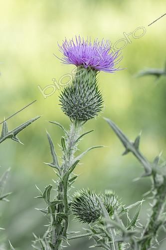 Biosphoto | 2544528 | Spear thistle (Cirsium vulgare), Vaucluse, France | &copy; Marie Aymerez / Biosphoto