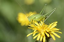 Biosphoto | 2089542 | Speckled bush-cricket (Leptophyes punctatissima) female on flower, Regional Nature Park of the Vosges du Nord, France | &copy; Michel Rauch / Biosphoto