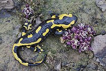 Biosphoto | 2086090 | Speckled salamander (Salamandra salamandra) at the edge of a stream in early spring, on the edge of a wood, L'Entre-deux-Mers region, Gironde, Aquitaine, France. | &copy; Bernard Dubreuil / Biosphoto