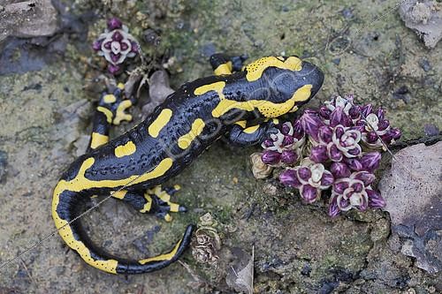 Biosphoto | 2086090 | Speckled salamander (Salamandra salamandra) at the edge of a stream in early spring, on the edge of a wood, L'Entre-deux-Mers region, Gironde, Aquitaine, France. | &copy; Bernard Dubreuil / Biosphoto