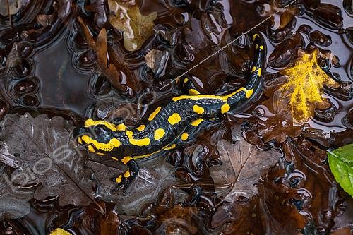 Biosphoto | 2610503 | Speckled salamander (Salamandra salamandra) on wet dead leaves in autumn, Champigneulles, Lorraine, France | © Stéphane Vitzthum / Biosphoto
