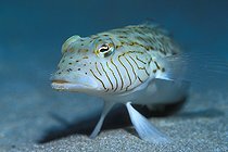 Biosphoto | 981043 | Speckled Sandperch, Ras Mohammed, Sinai, Red Sea, Egypt | &copy; Borut Furlan / WaterFrame / Biosphoto