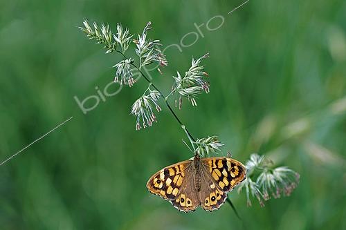 Biosphoto | 2550796 | Speckled Wood (Pararge aegeria) on stem, top view, open wings, Gers, France. | &copy; Christophe Florin / Biosphoto