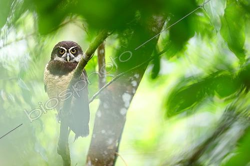 Biosphoto | 2519318 | Spectacled Owl (Pulsatrix perspicillata) on a branch, Costa Rica | &copy; Cédric Join / Biosphoto